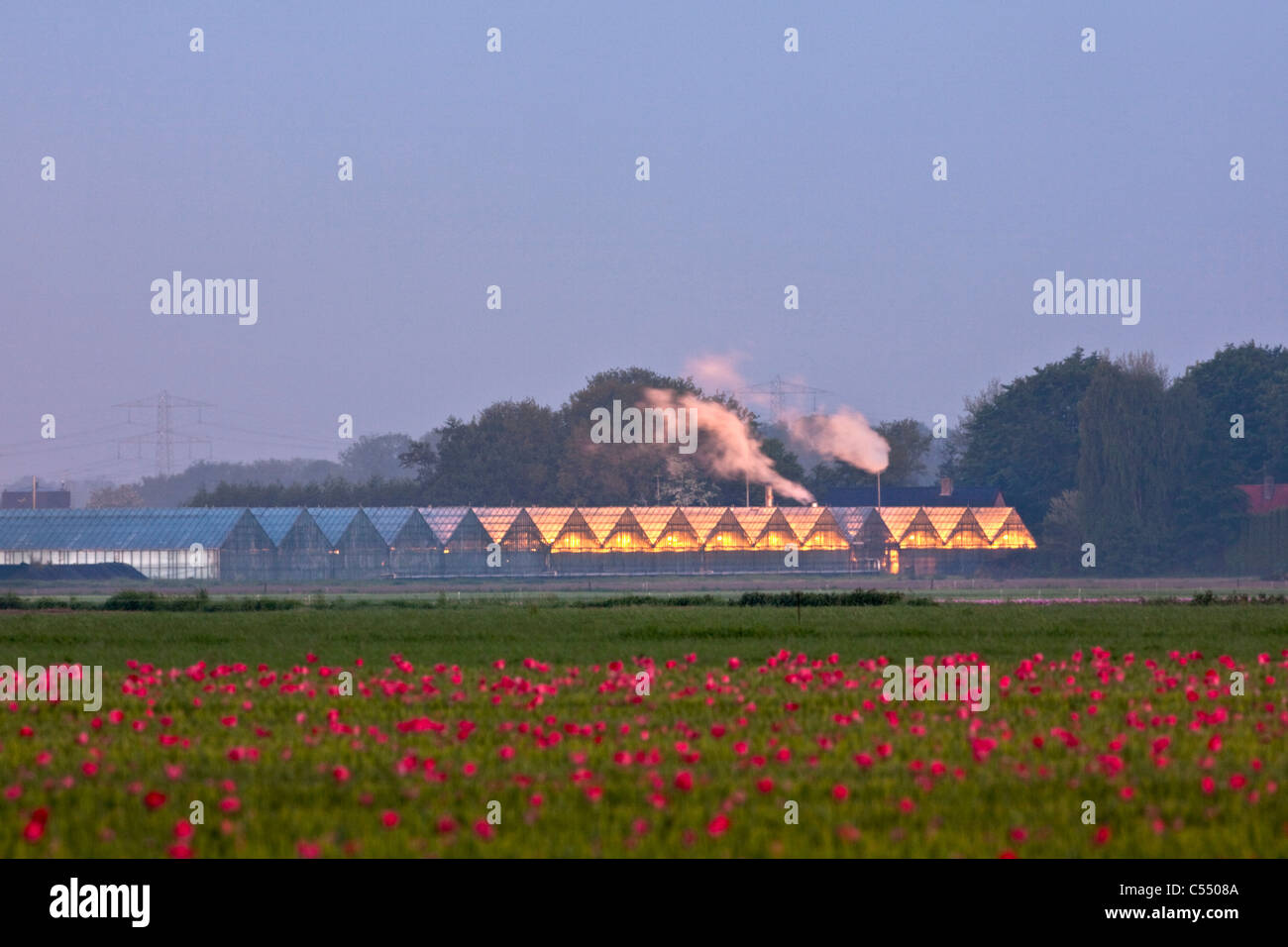 Die Niederlande, Marknesse, Gewächshäuser für Lampe und Blume-Kultur Stockfoto