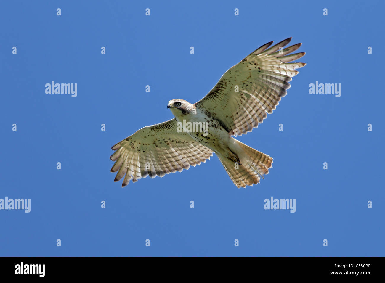 Erwachsenen rot - angebundener Falke im Flug Stockfoto