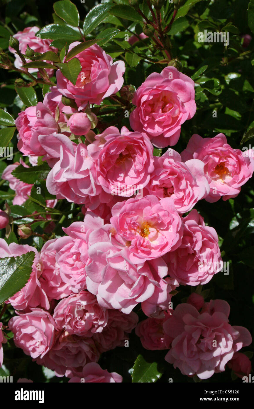 Rosa blühende Rose Bush Stockfoto