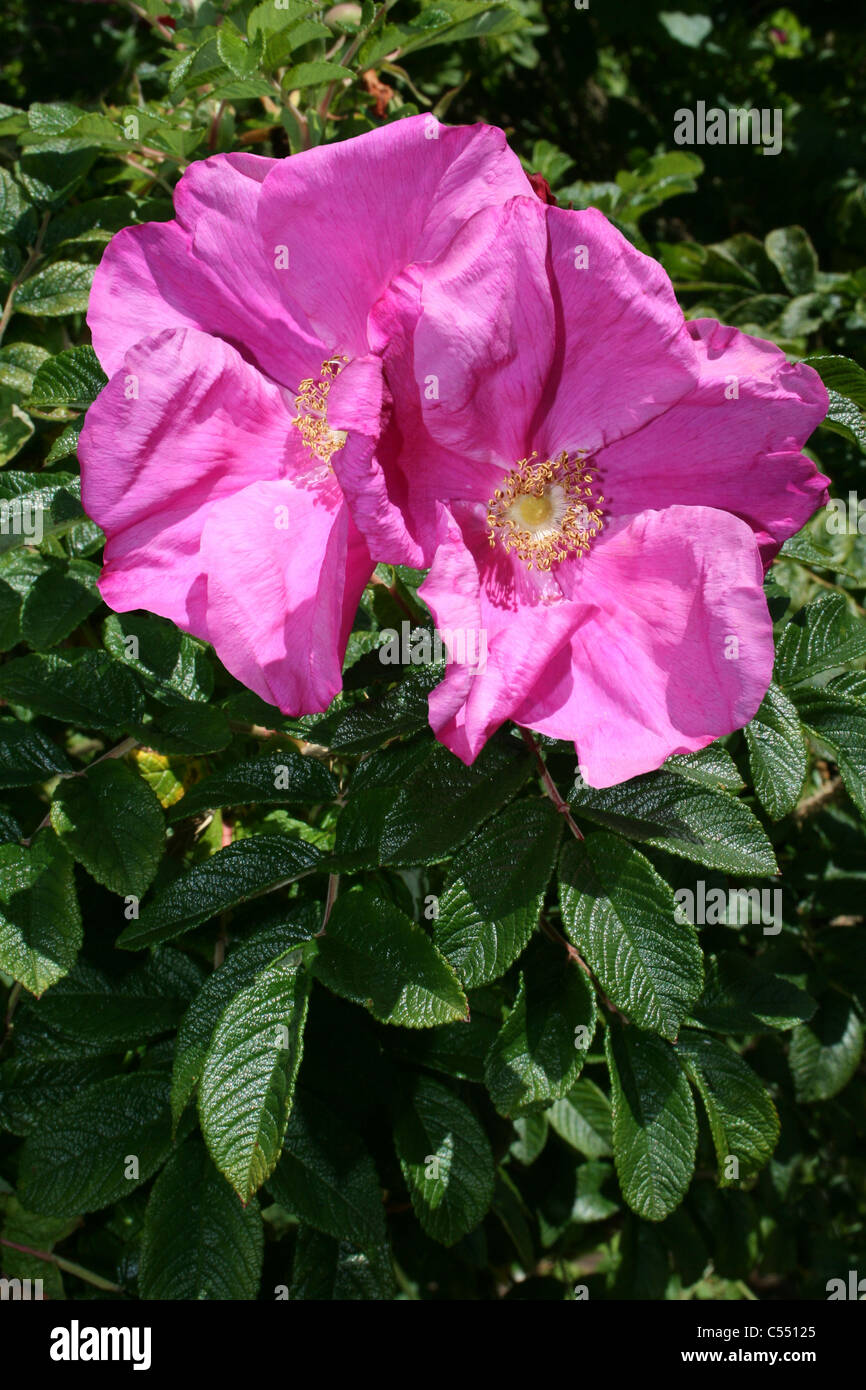 Blühende japanische Rose Rosa rugosa Stockfoto