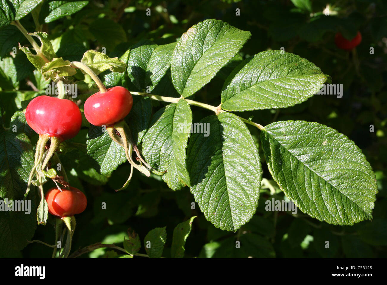 Japanische Rose Rosa Rugosa Beeren Stockfoto