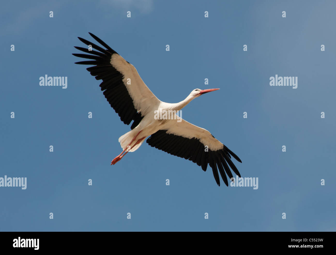 Storch fliegt über ein Naturschutzgebiet in den Badeort Knokke-Heist