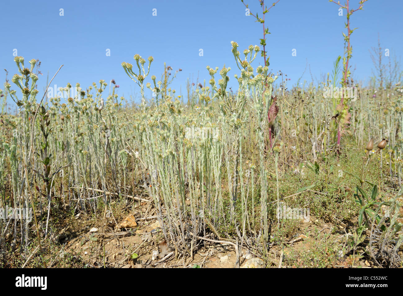 Gemeinsamen Cudweed, Filago Vulgaris wächst auf Ackerland Landzunge, Norfolk, Großbritannien, Juli Stockfoto