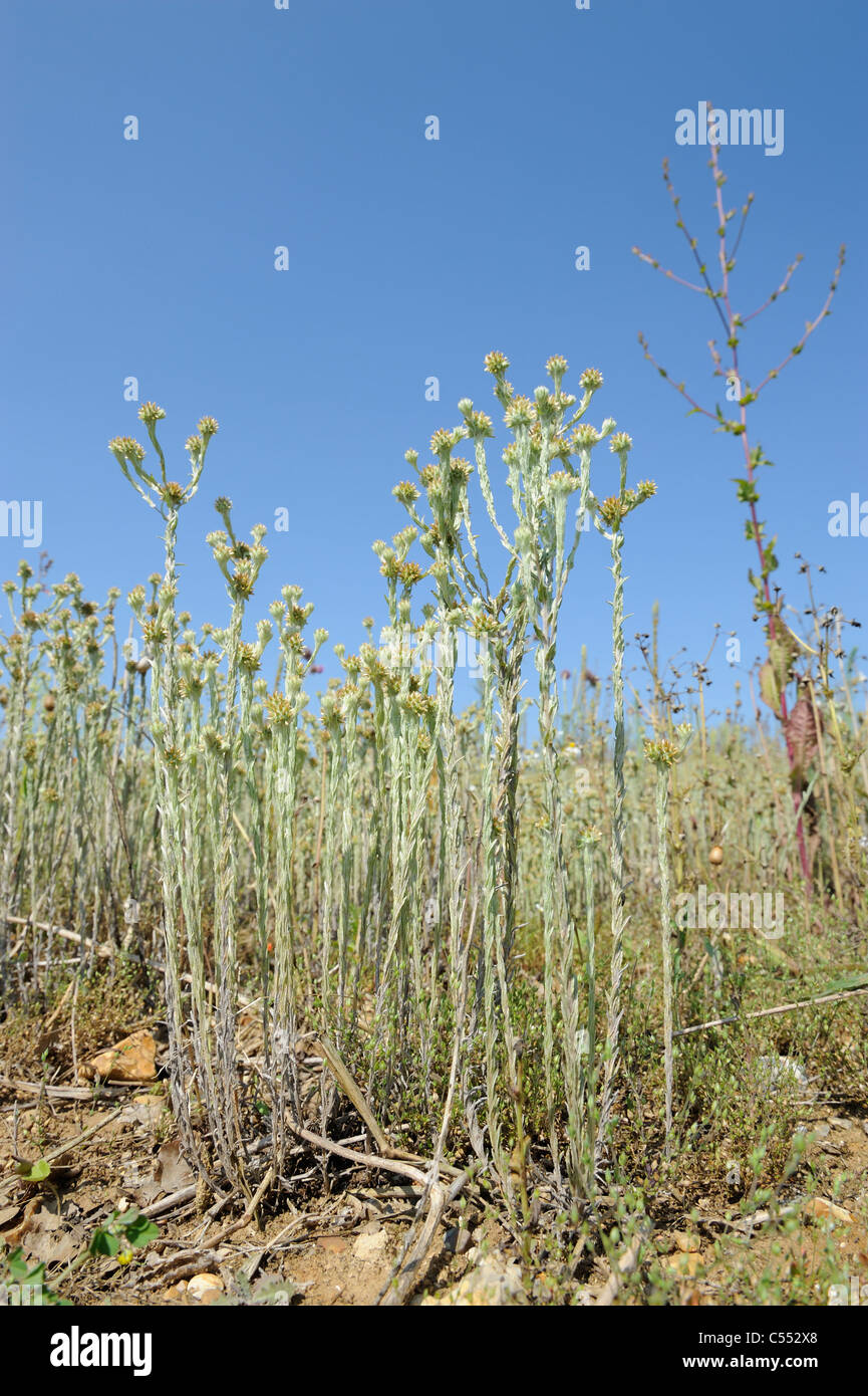 Gemeinsamen Cudweed, Filago Vulgaris wächst auf Ackerland Landzunge, Norfolk, Großbritannien, Juli Stockfoto