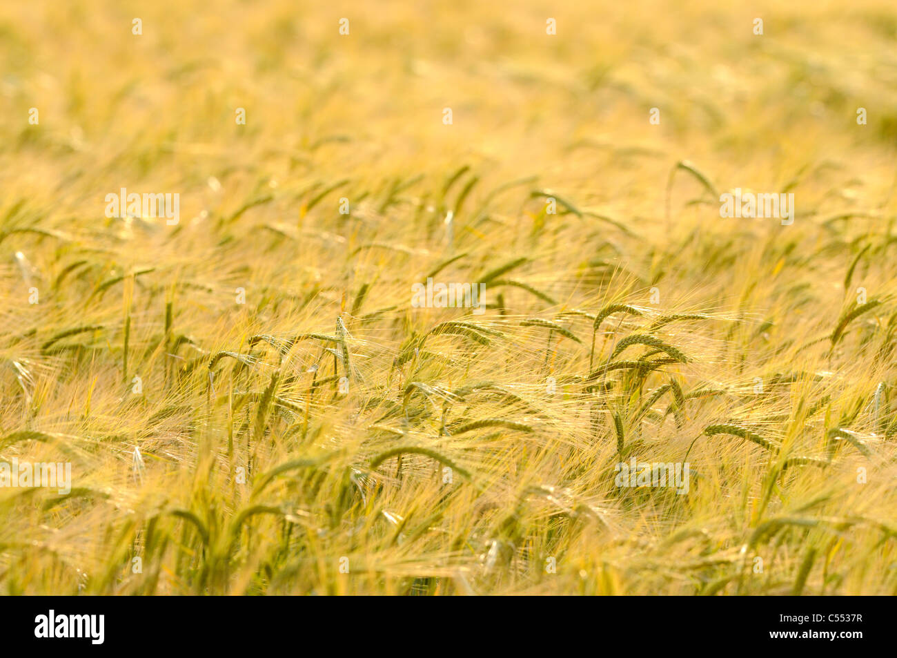 Getreide Getreide, Gerste, Horedeum Vulgare, Norfolk, England, Juni Stockfoto