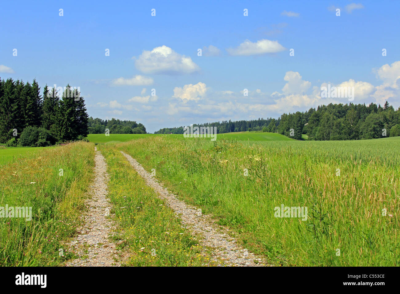 Sommerlandschaft mit grünen Wiesen, Himmel und Landstraße Stockfoto