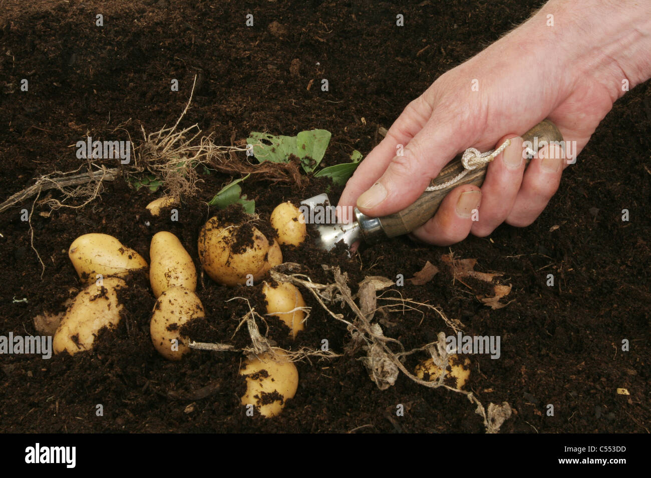 Hand, die eine Garten Kelle Graben neue Kartoffeln aus dem Boden Stockfoto