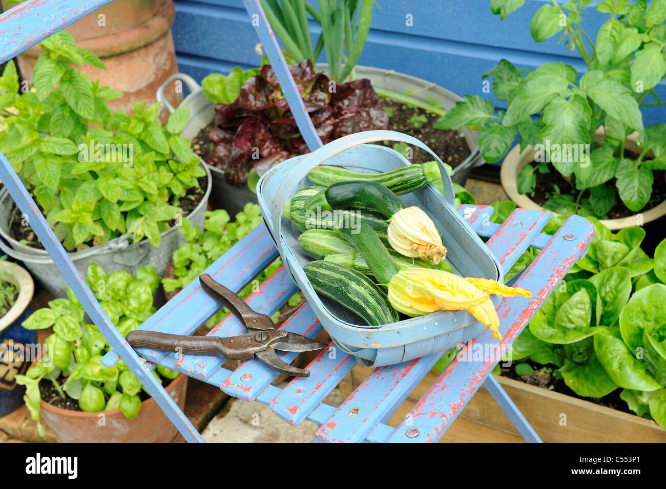 Erntefrisch nach Hause angebauten Zucchini in blauen Trug, Norfolk, England, Juli Stockfoto