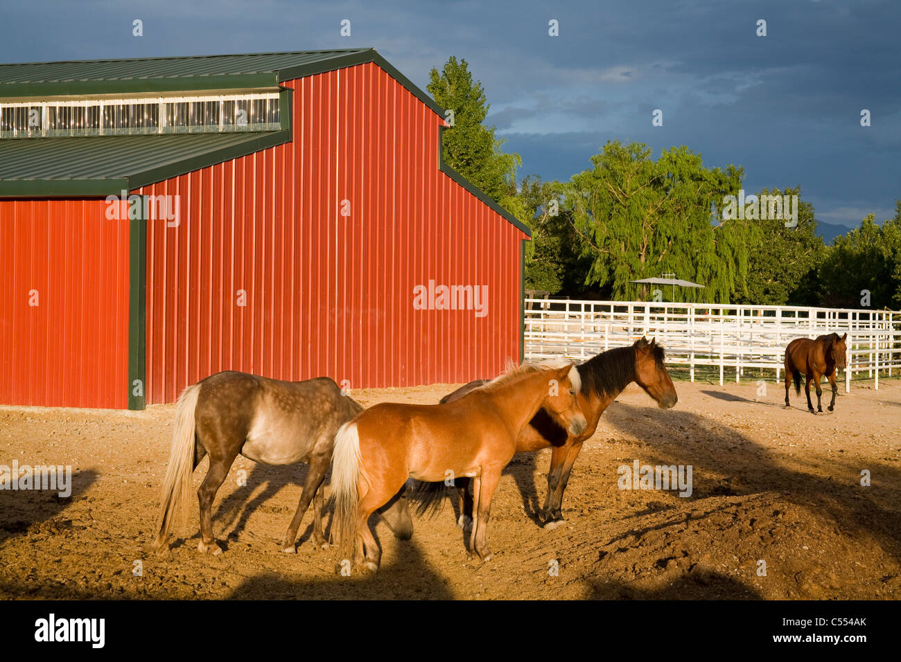 Pferde auf einer Ranch, Thanksgiving Point, Lehi, Utah, USA Stockfoto