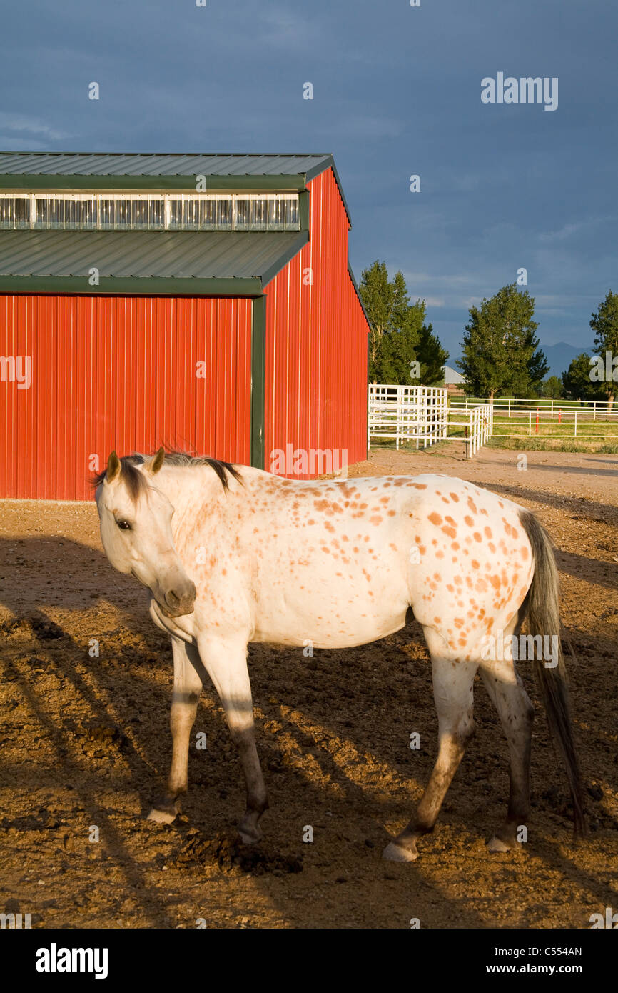 Pferde auf einer Ranch, Thanksgiving Point, Lehi, Utah, USA Stockfoto