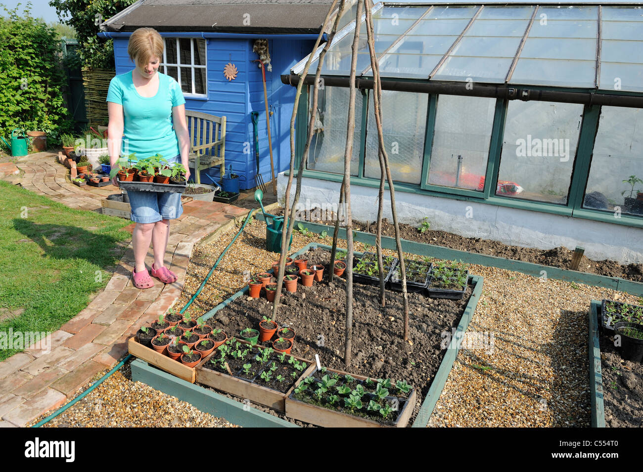 Härten aus Pflanzen, Frau Gärtner Platzierung Tabletts von Pflanzen außerhalb aus Aushärten vor der Pflanzung, Norfolk, England, April Stockfoto