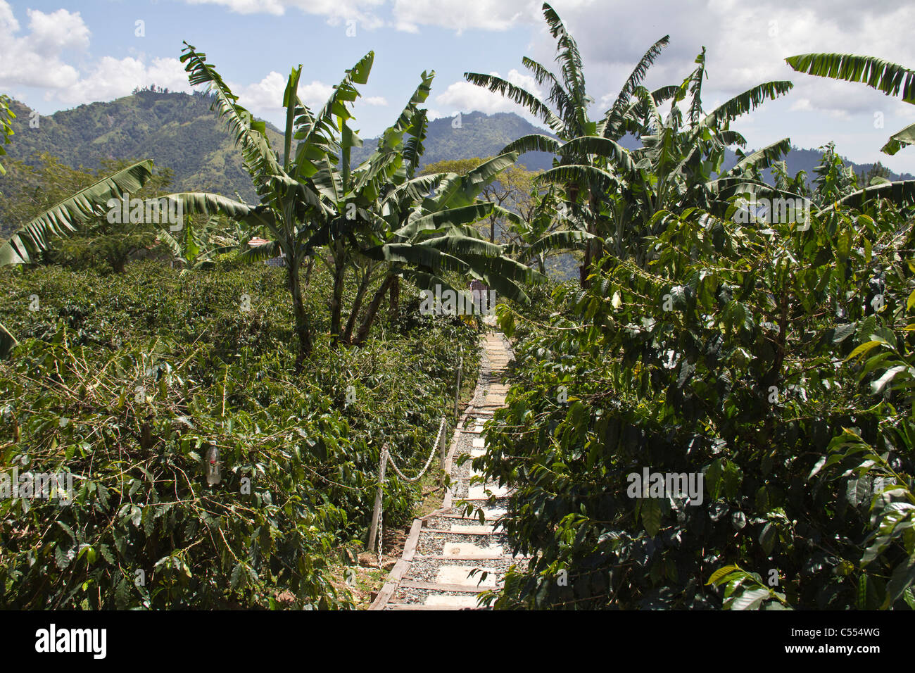 Jamaikanische Blue mountains Stockfoto