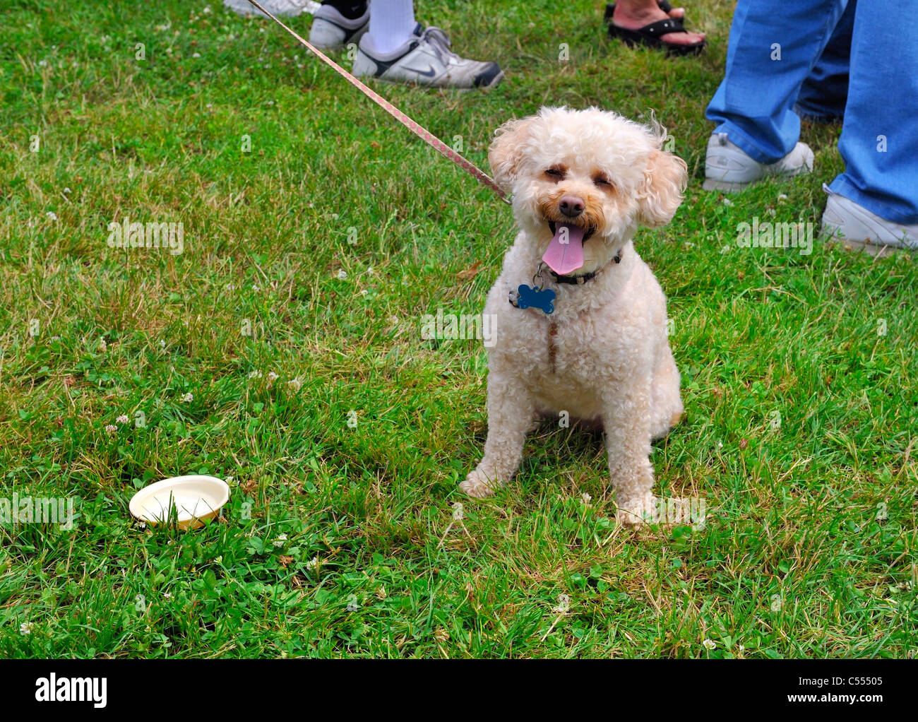 Hund an der mit kleinen Wasserschale auf Rasen, so gesund glücklich draußen im heißen Sommer, ein Yorkie-Poo (Yorkiepoo, Yorkiedoodle) NY Stockfotografie - Alamy