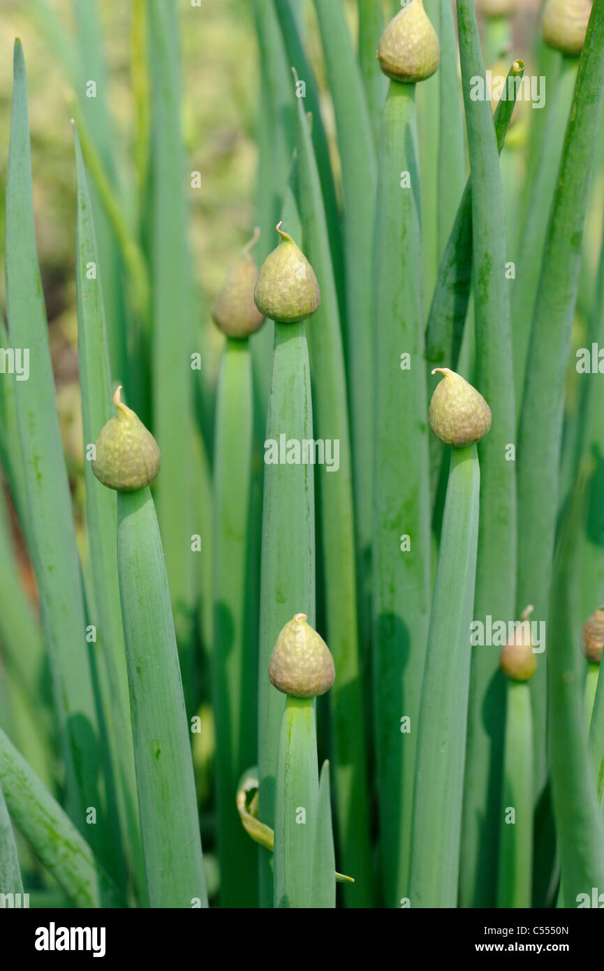 Waliser Zwiebel, "Allium Fistulosum, Norfolk, England, April Stockfoto