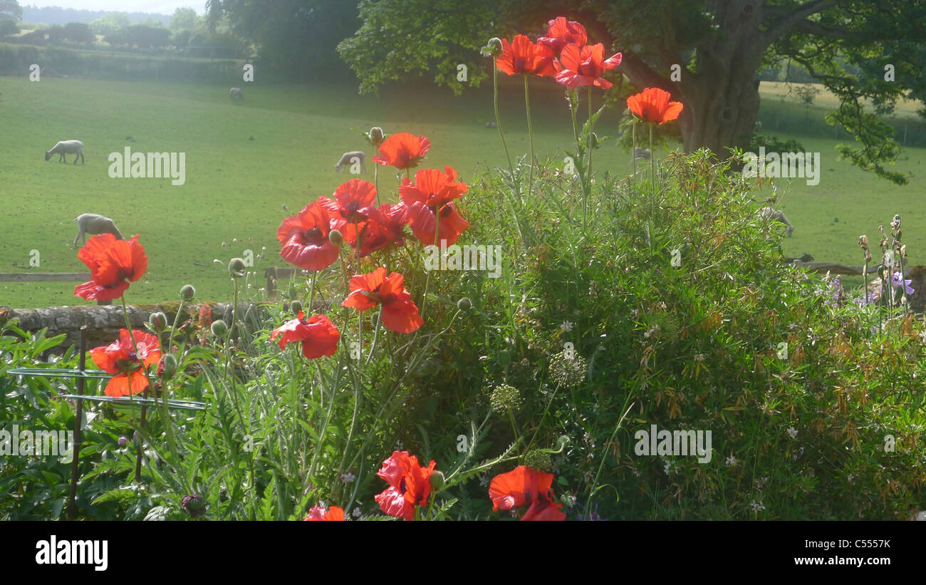 Beleuchtete rote Mohnblumen im ländlichen Yorkshire-Garten Stockfoto