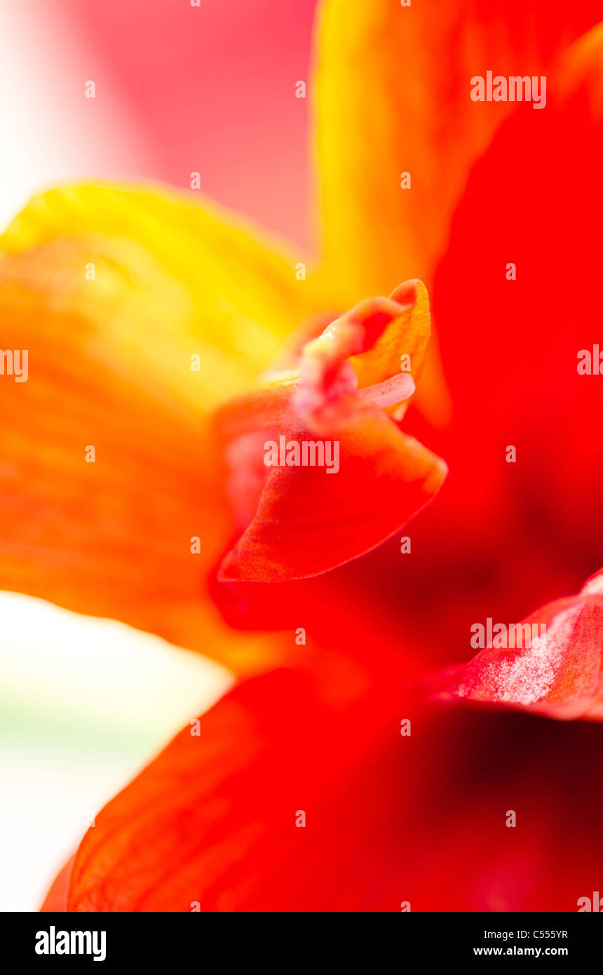 Amaryllis Blume Abstrakt in rot, Orange und pink Stockfoto