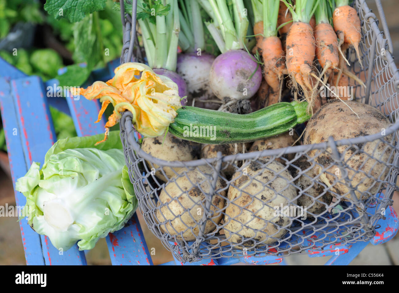 Sommergarten produzieren in einem Draht Trug, Kohl, Karotten, weiße Rüben, Kartoffeln und Zucchini, Norfolk, England, Juni Stockfoto