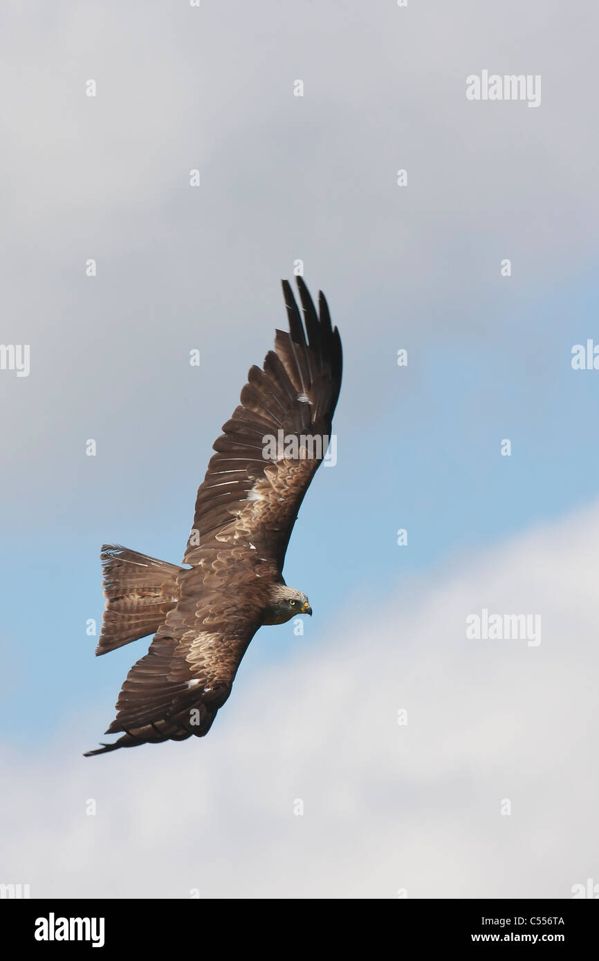 Frei wie ein Vogel Stockfoto