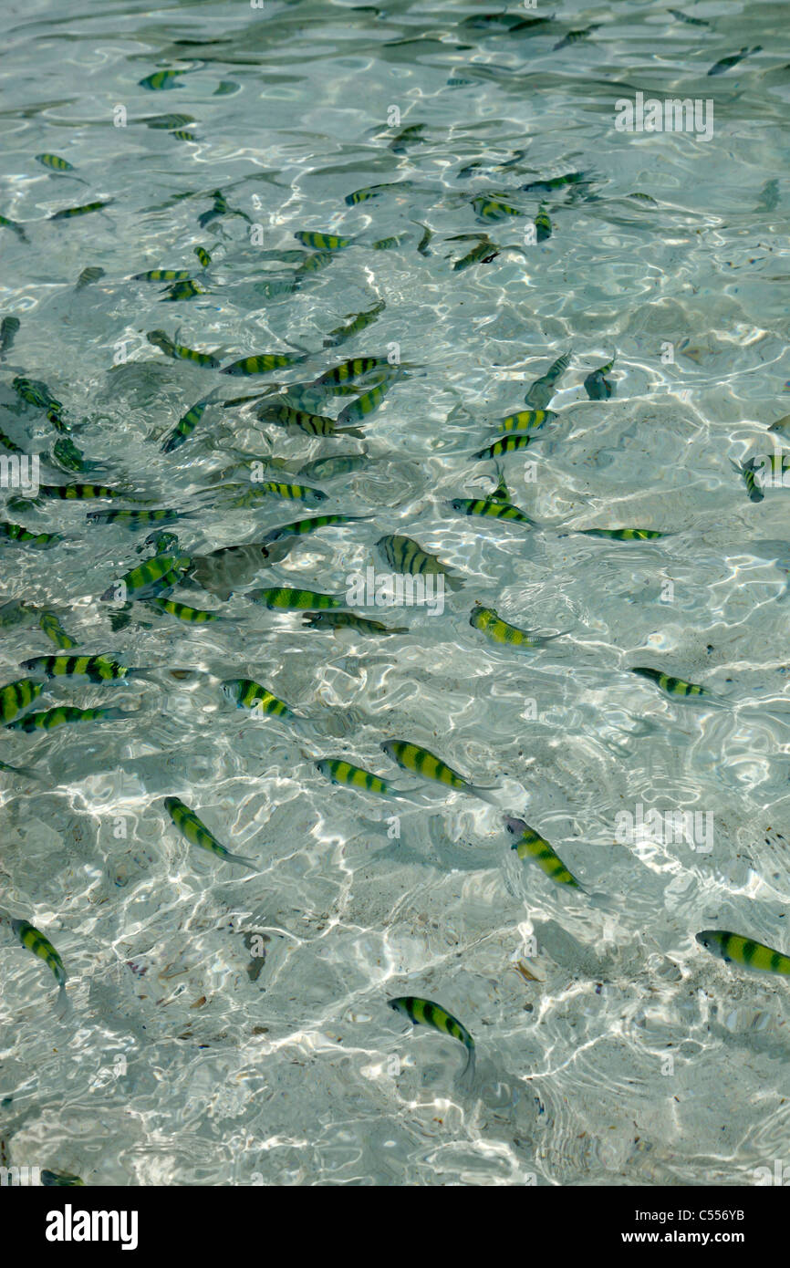 Schule der Fische schwimmen im Meer auf Tap Island Beach, Krabi, Thailand Stockfoto