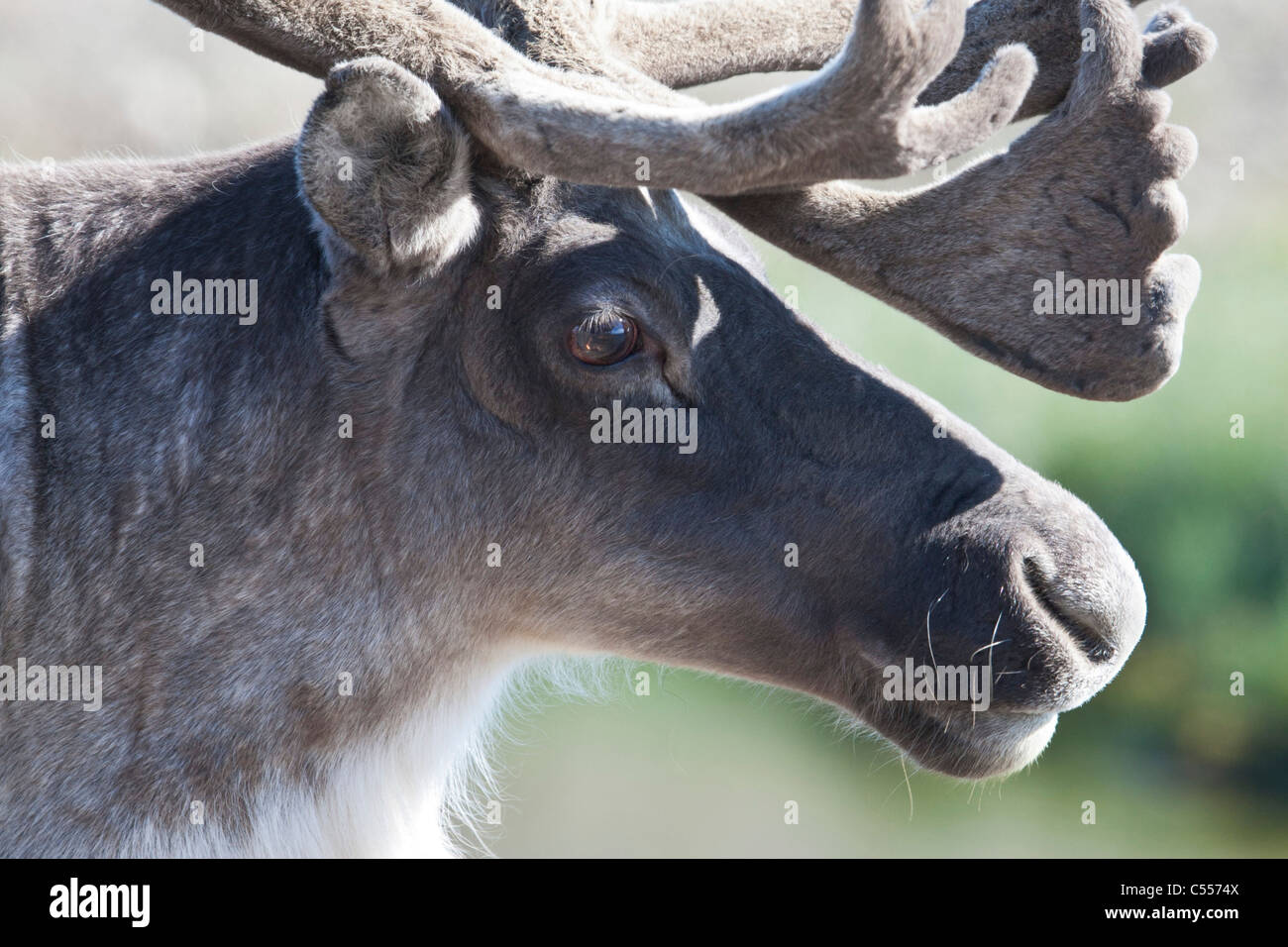 Caribou Bull in samt - Sommer auf der Alaska Arctic Coastal Plain Stockfoto