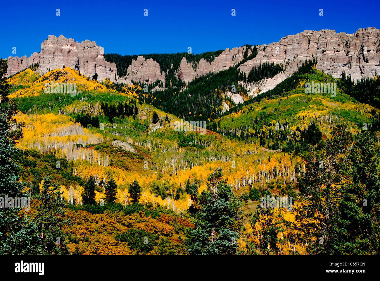 Bäume im Herbst, Cimarron Range, Colorado, USA Stockfoto