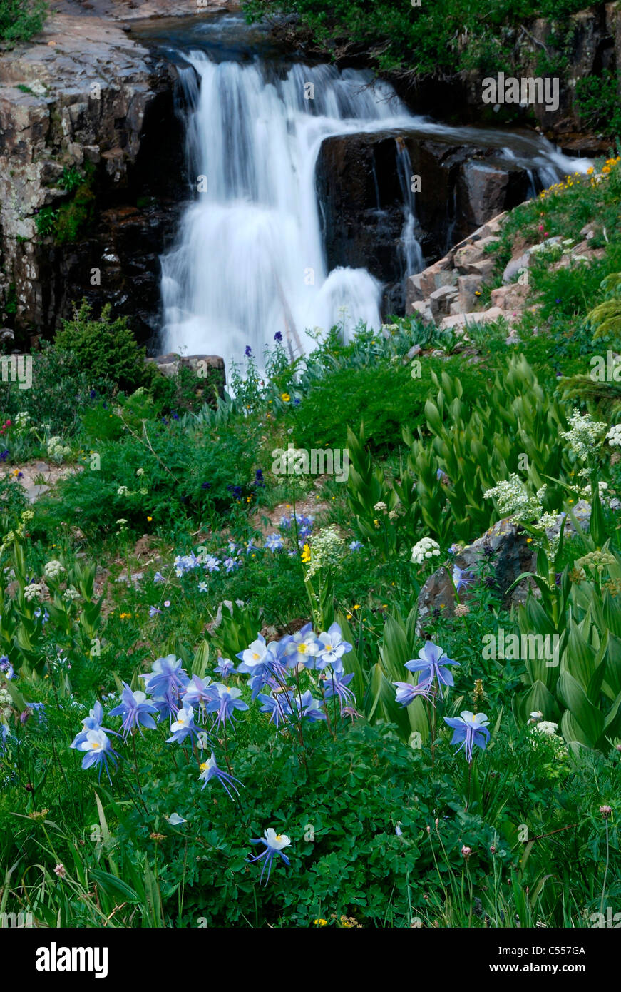 Niedrigen Winkel Blick auf einen Wasserfall, Yankee Boy Becken, San Juan Mountains, Colorado, USA Stockfoto