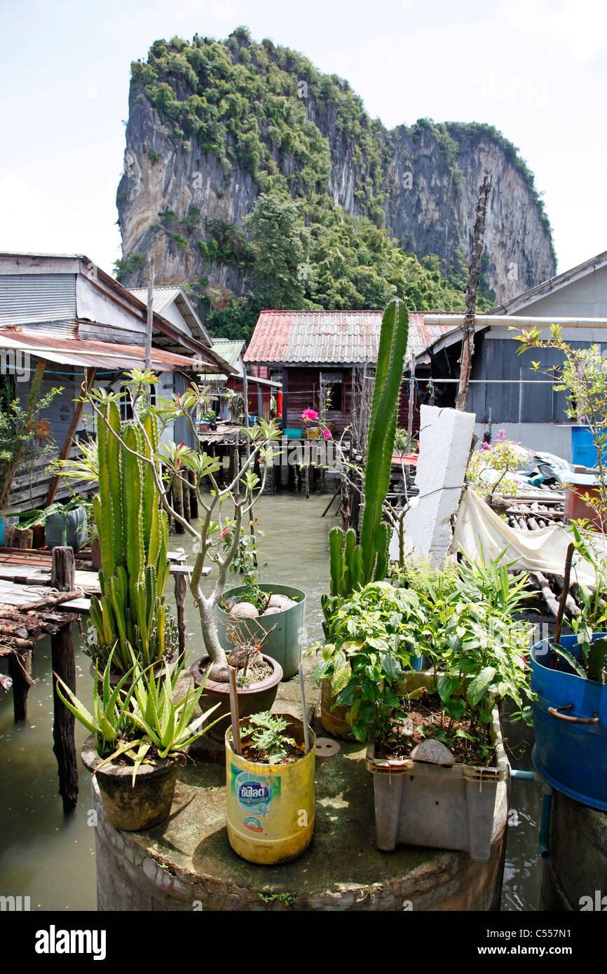 Pflanzen auf Panyee Insel schwimmenden Meer Zigeuner Dorf, Phuket, Thailand Stockfoto