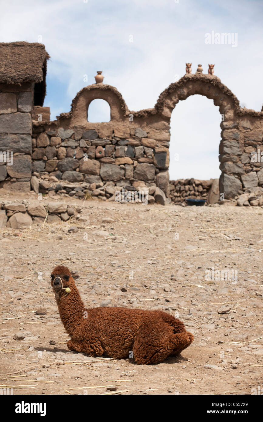 Ein Lama sitzt vor einem Haus in der Nähe von Silustani im Süden Perus Stockfoto