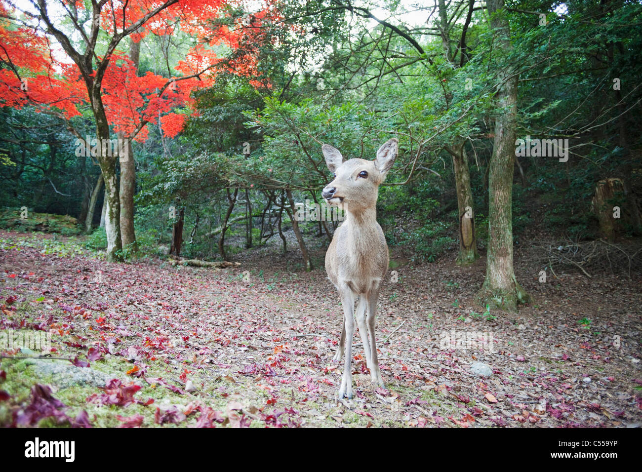 Rehe im Wald, Omoto Park, Miyajima, Itsukushima, Präfektur Hiroshima, Chugoku Region Honshu, Japan Stockfoto