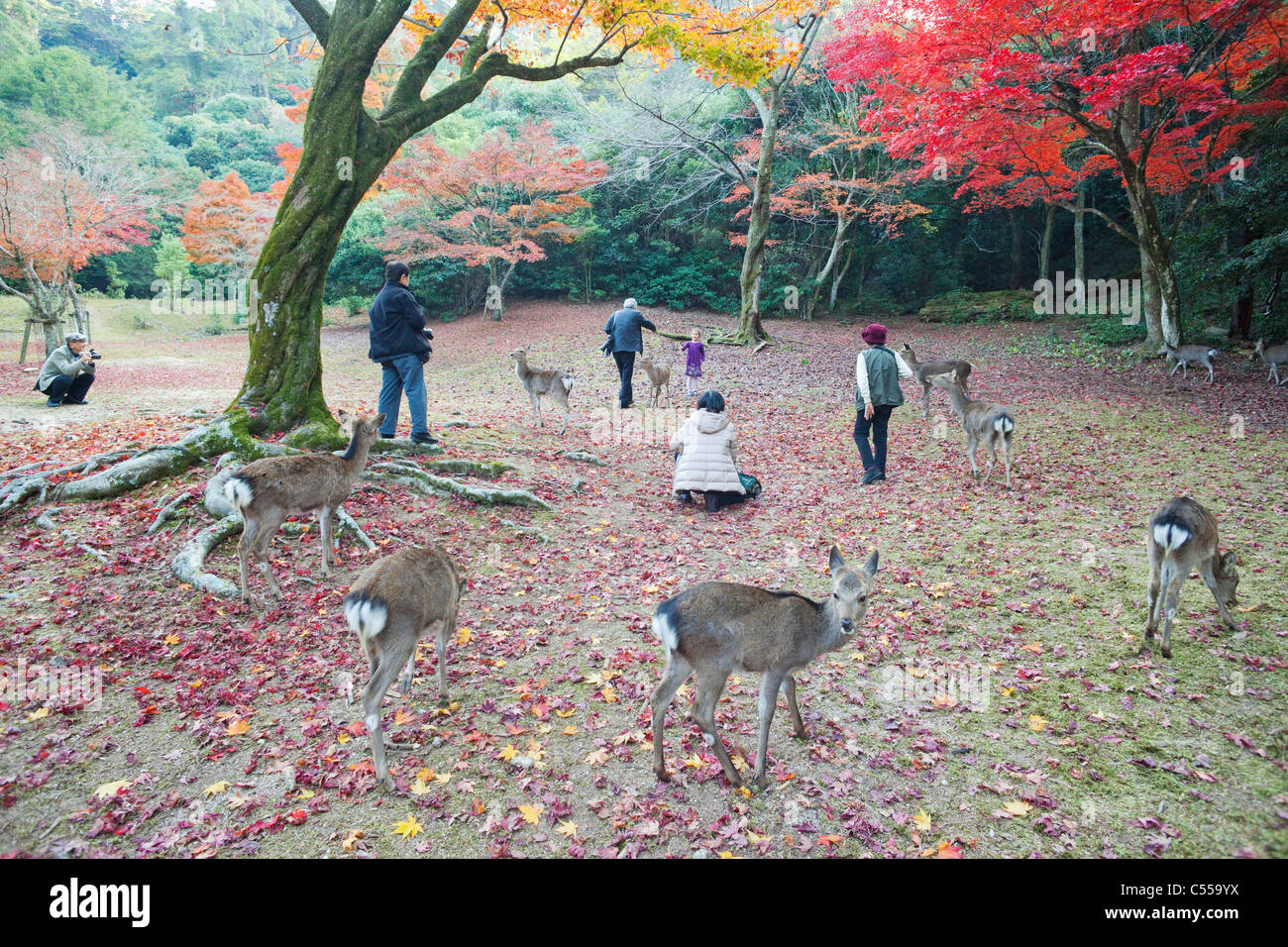 Touristen mit Reh im Wald, Omoto Park, Miyajima, Itsukushima, Präfektur Hiroshima, Chugoku Region Honshu, Japan Stockfoto