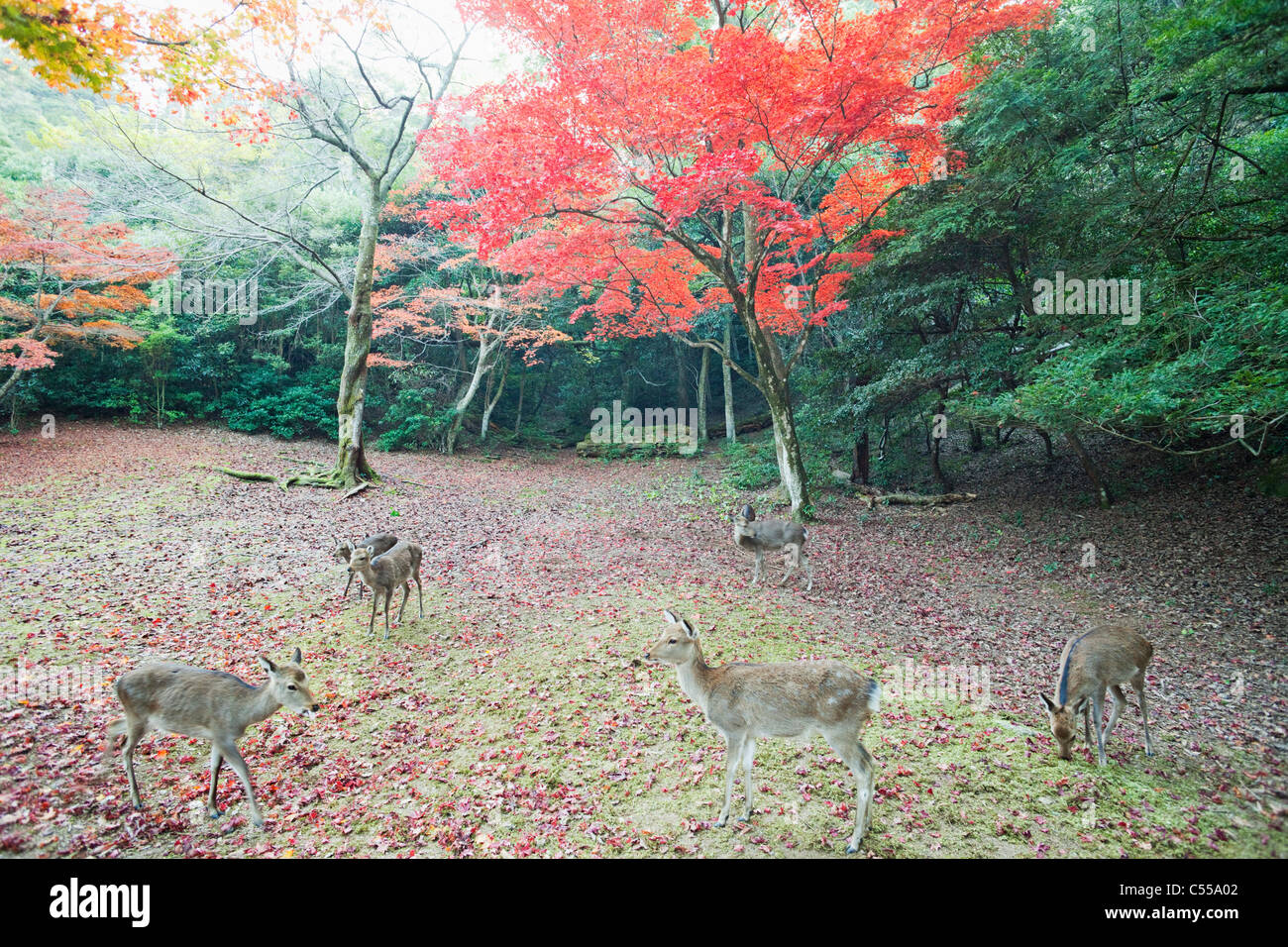 Rehe im Wald, Omoto Park, Miyajima, Itsukushima, Präfektur Hiroshima, Chugoku Region Honshu, Japan Stockfoto