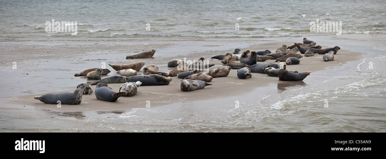 Die Niederlande, Hollum, Ameland Insel, gehört zum Wadden Sea Islands. UNESCO-Weltkulturerbe. Dichtungen. Stockfoto