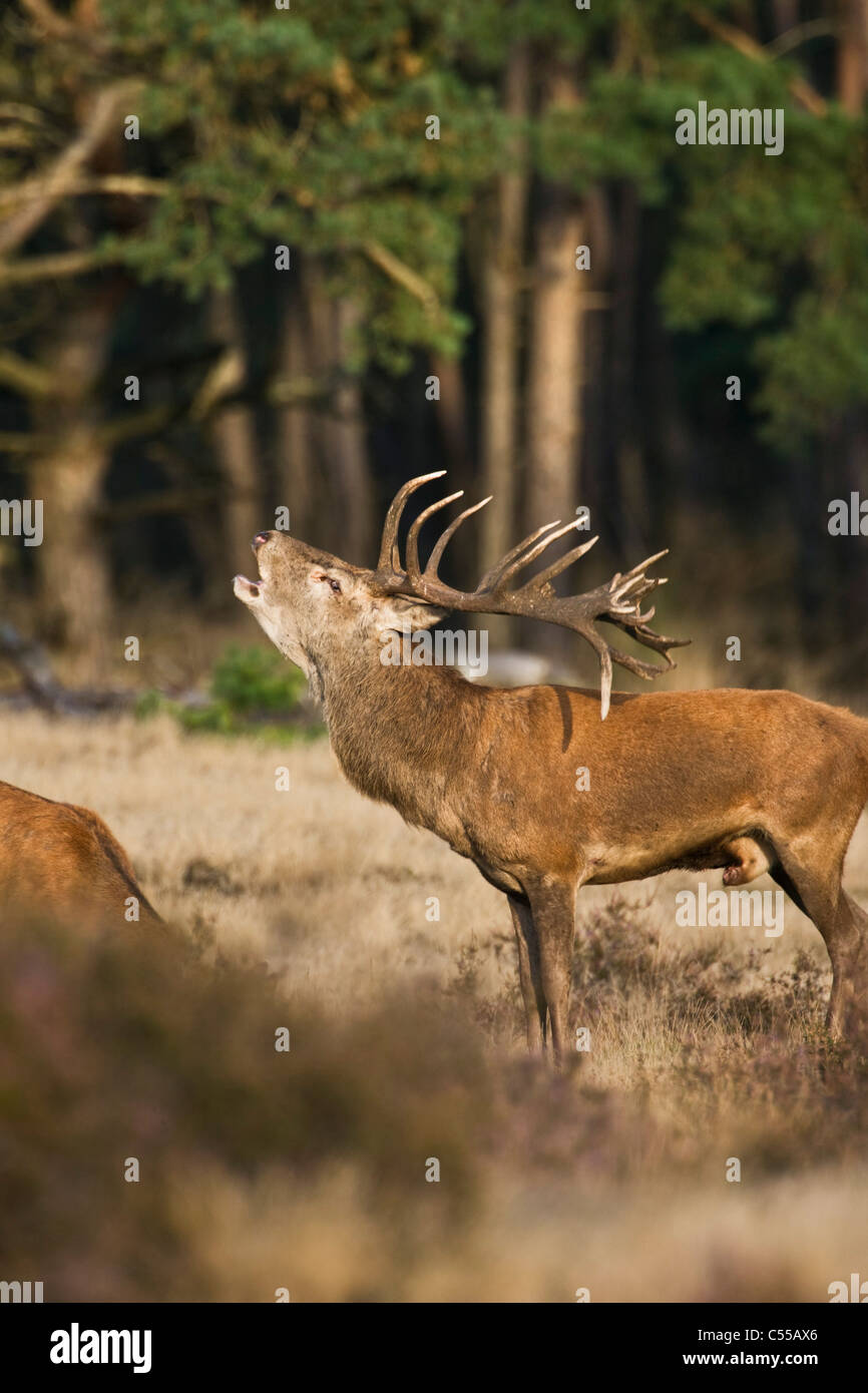 Die Niederlande, Otterlo, Nationalpark "De Hoge Veluwe. Red Deer (Cervus elaphus). Stockfoto