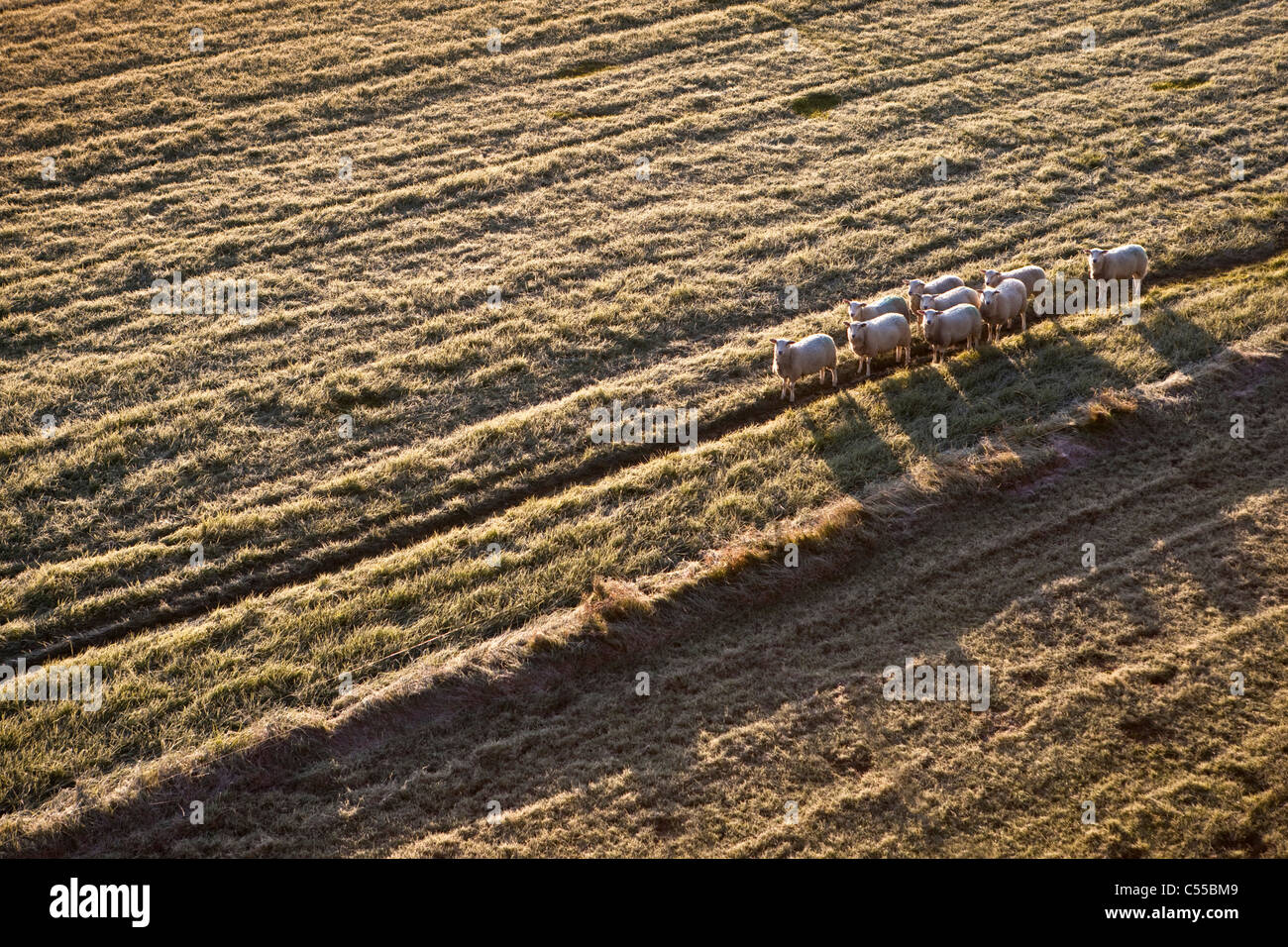 Die Niederlande, Nijmegen, Schafe in frostigen Grünland. Stockfoto