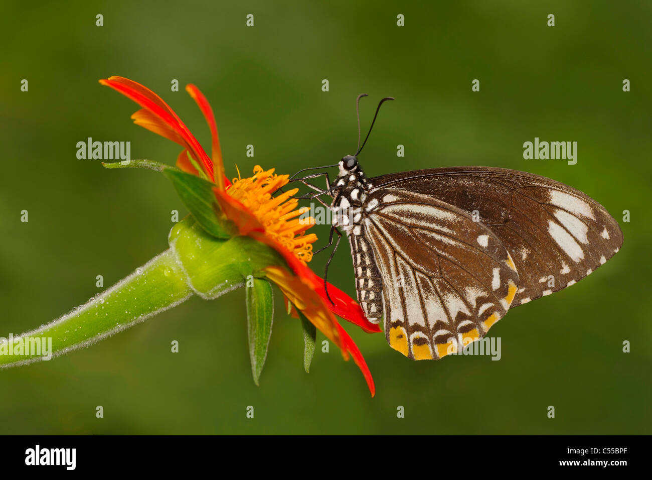 Gemeinsame Mime (Papilio Clytia) Schmetterling bestäuben eine orangefarbene Blume Stockfoto