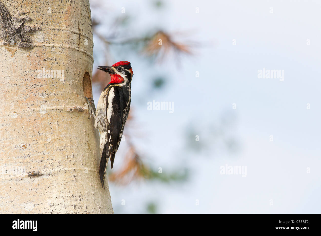 Rot-Himalaja-Sapsucker (Sphyrapicus Nuchalis) auf einem Baum Stockfoto
