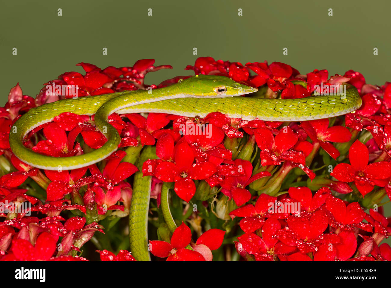 Grüne Ranke Schlange (Ahaetulla Nasuta) auf Blumen Stockfoto
