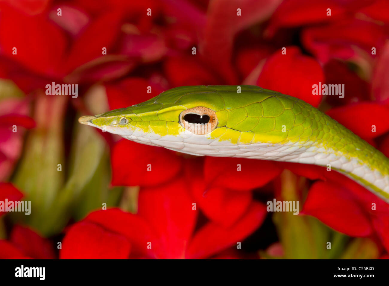 Nahaufnahme einer grünen Ranke Schlange (Ahaetulla Nasuta) Stockfoto