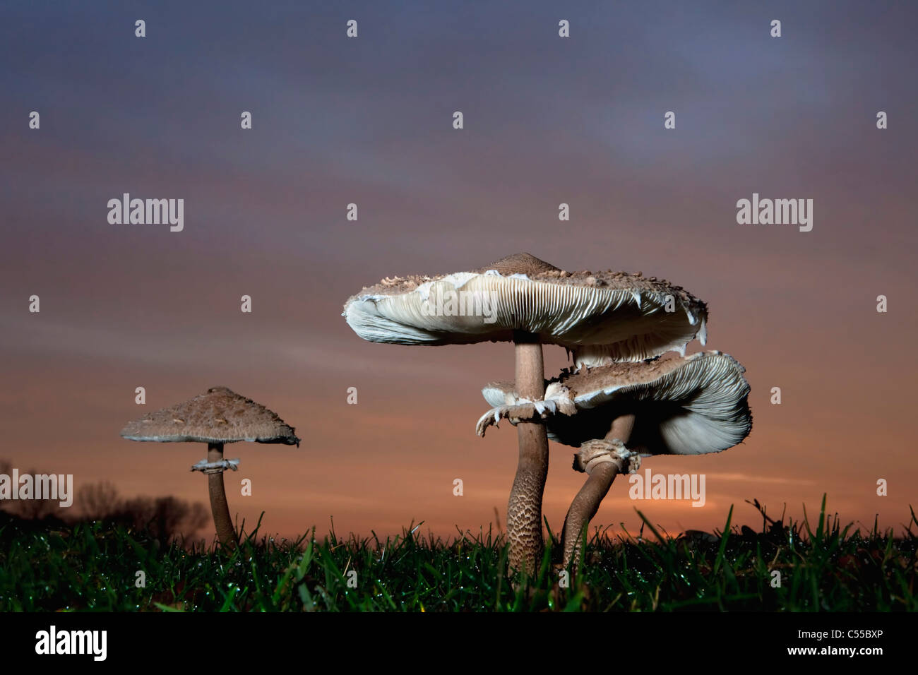 Niederlande, Winterswijk, Herbst, Parasol Pilz im Morgengrauen. Macrolepiota Procera. Stockfoto