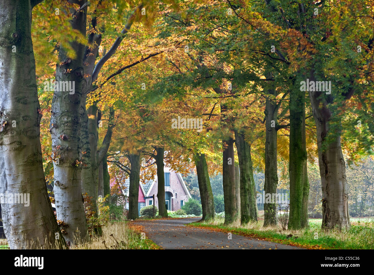 Niederlande, Aalten, Landstraße, Bäume, Bauernhof, Herbst-Farben. Stockfoto
