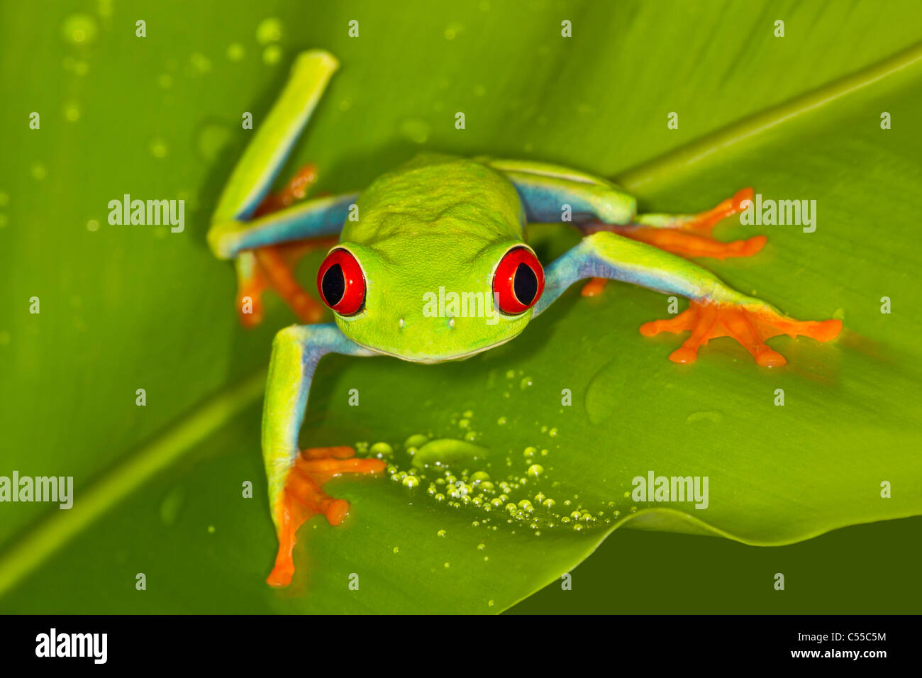 Nahaufnahme der Red-eyed Laubfrosch (Agalychnis Callidryas) auf einem Blatt Stockfoto