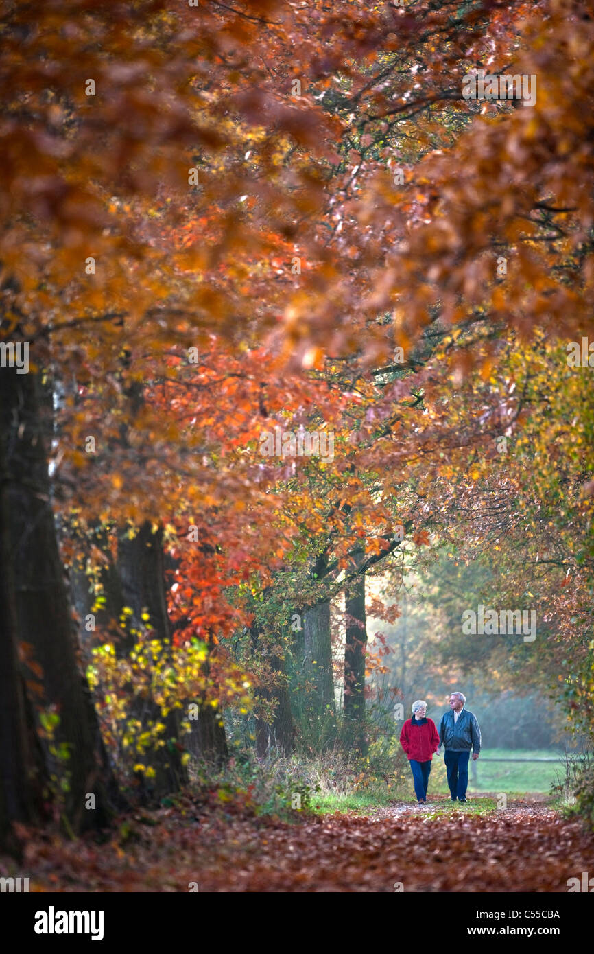 Die Niederlande, Aalten, Herbstfärbung, Bäume, Landstraße. Älteres Paar zu Fuß. Stockfoto