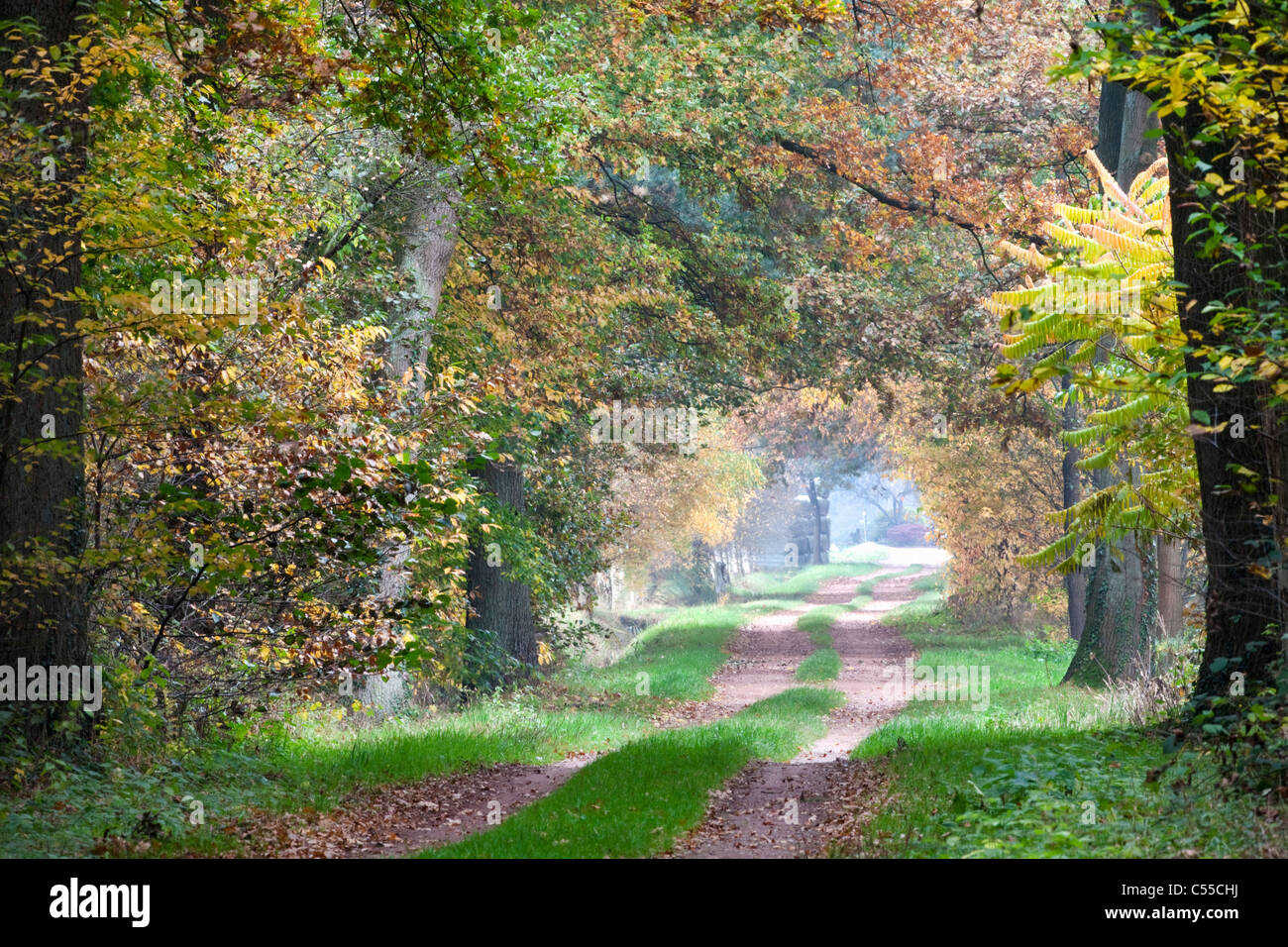 Die Niederlande, Winterswijk, Herbstfärbung, Bäume, Landstraße. Stockfoto