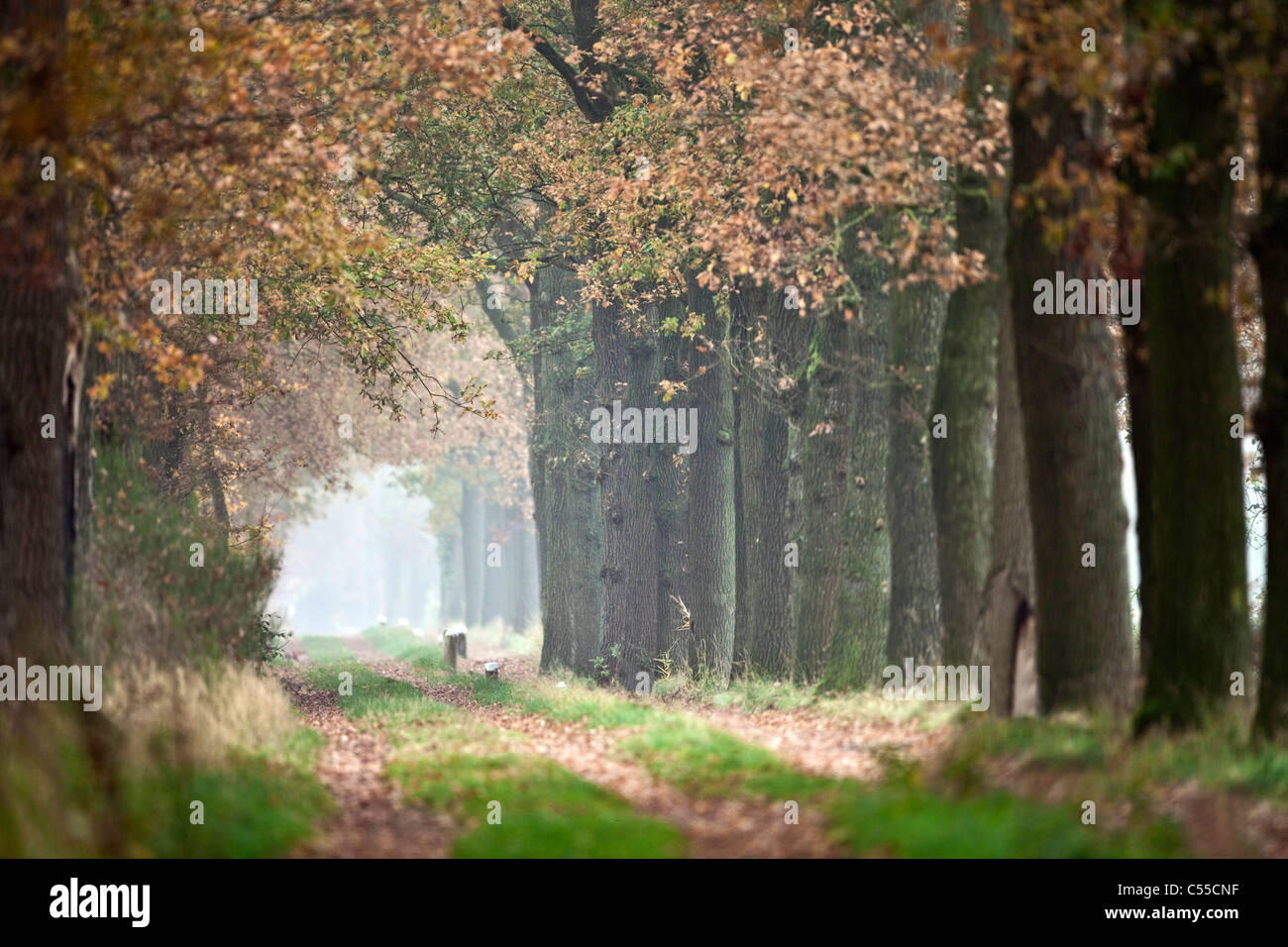 Die Niederlande, Winterswijk, Herbstfärbung, Bäume, Landstraße. Stockfoto