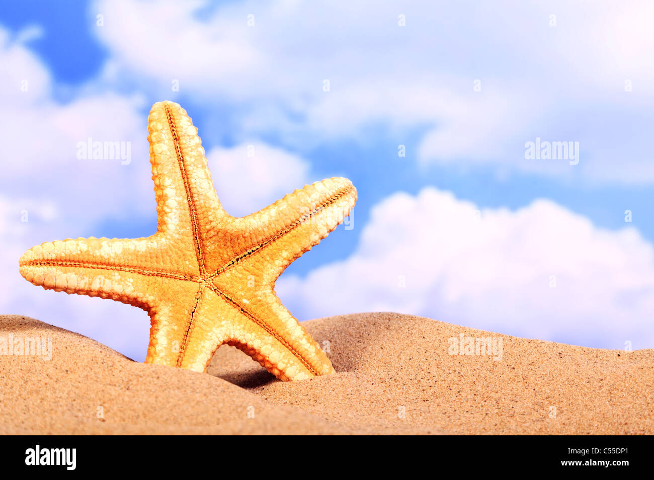 Foto von einen Seestern auf einem sandigen Strand im Sommer. Stockfoto