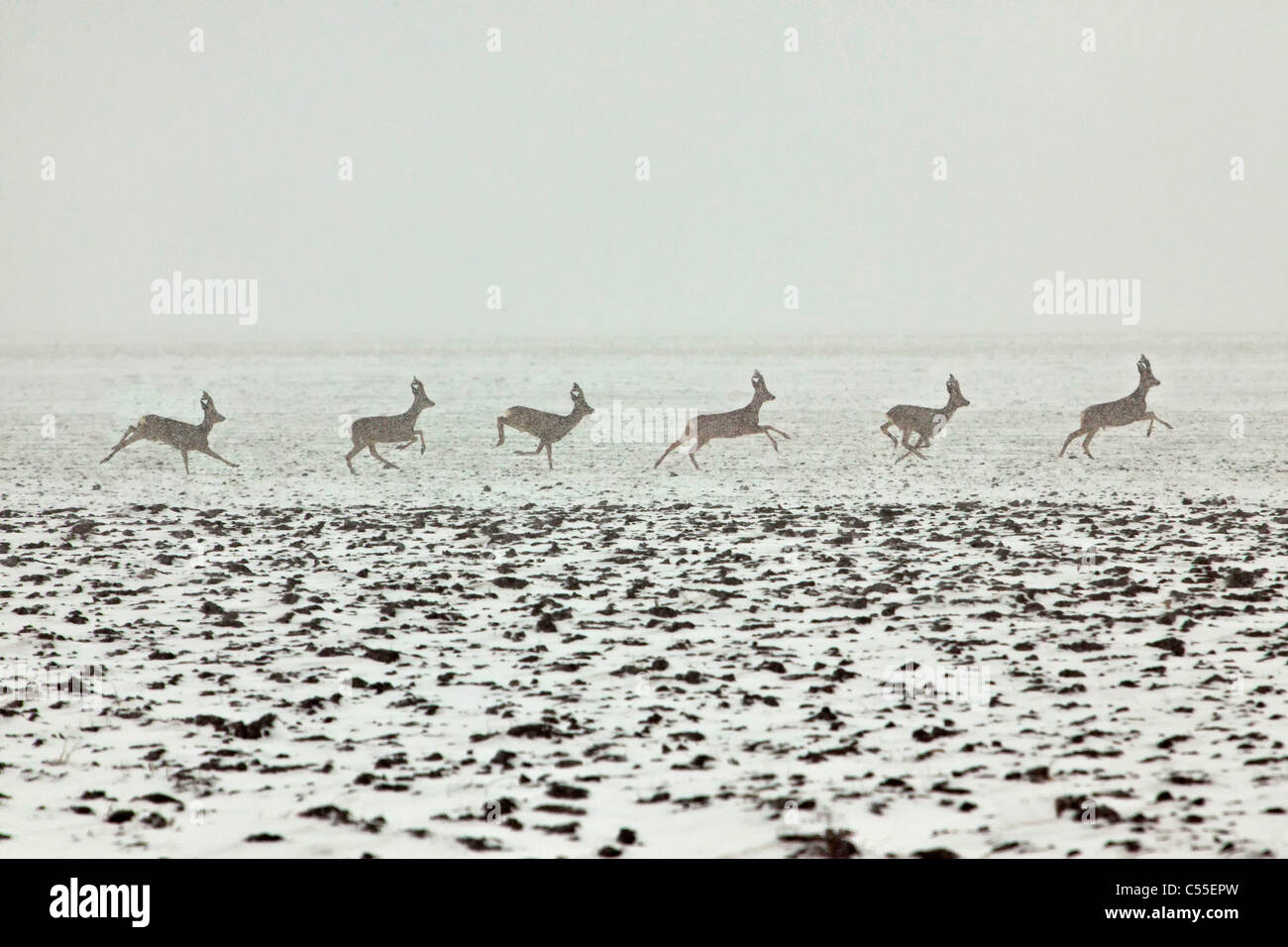 Den Niederlanden, in der Nähe von Warffum, Hirsch oder Reh. Männchen im Schnee laufen. Digitale Komposition. Stockfoto