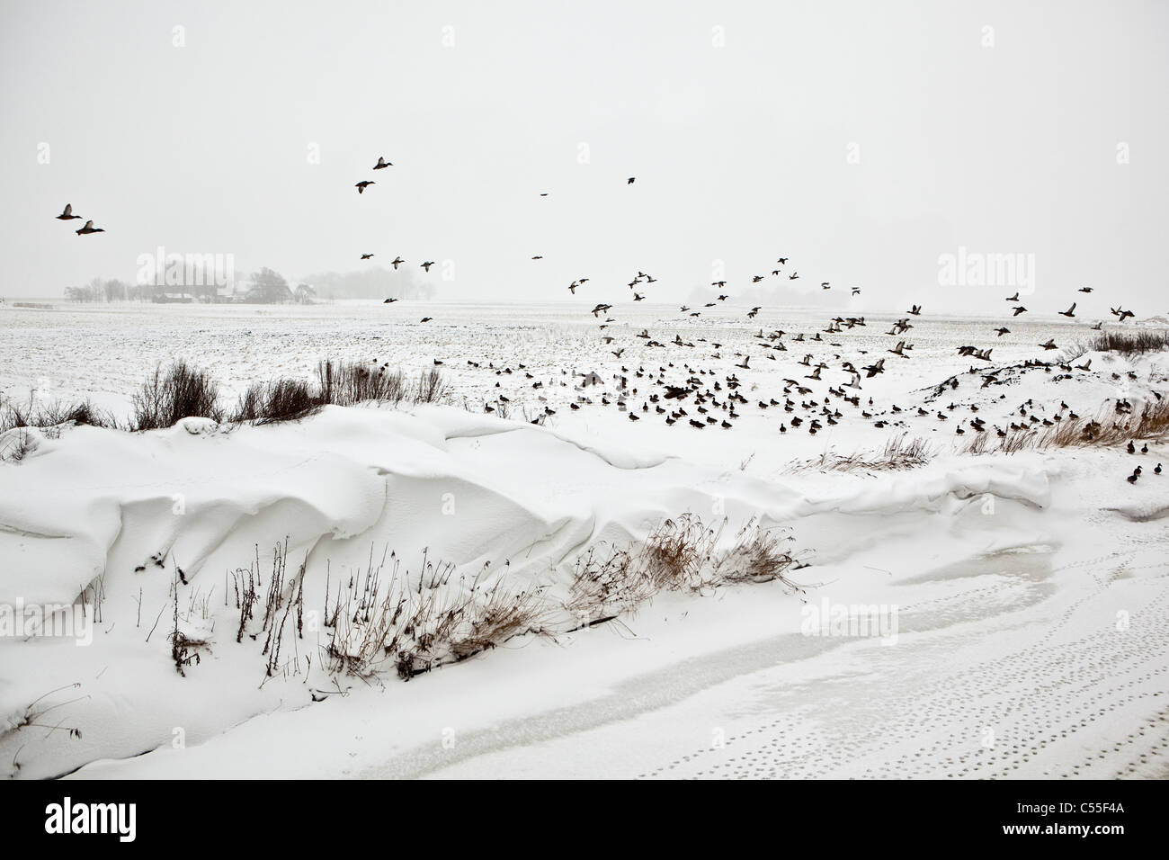 Niederlande, Usquert, Schnee im Kanal mit Bauernhof im Hintergrund. Enten fliegen Stockfoto