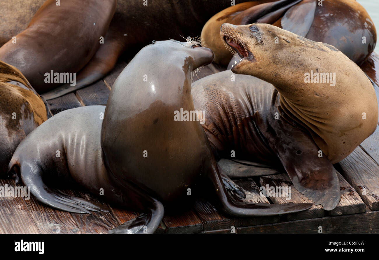 Bucht von San Francisco fishermans Wharf Pier 39 Seehunde Kolonie Kalifornien USA Stockfoto