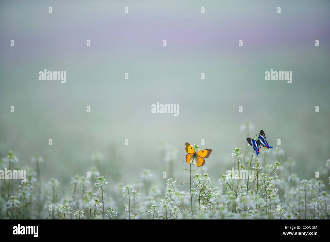 Schmetterlinge im Frühling Blumenfeld Stockfoto