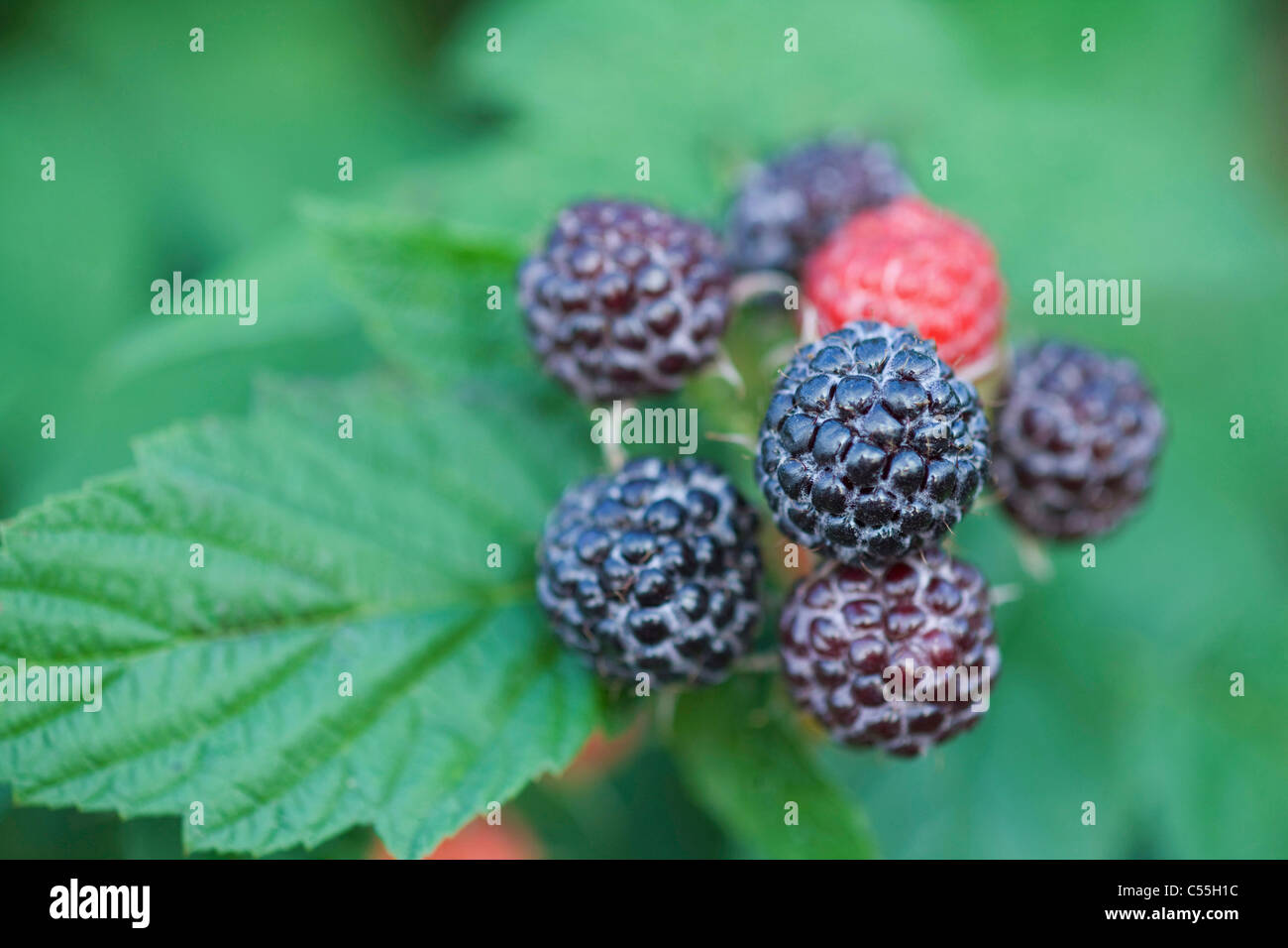 wilde Himbeeren Stockfoto